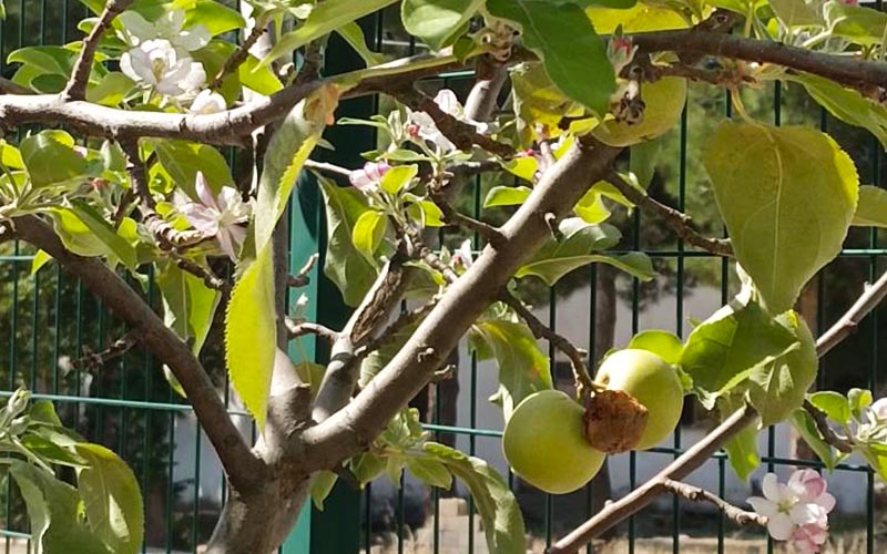 Rüyada Suretil Tarık Görmek