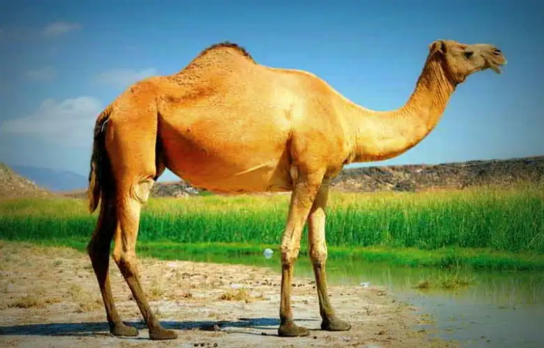 Rüyada Hecin Devesini Görmek