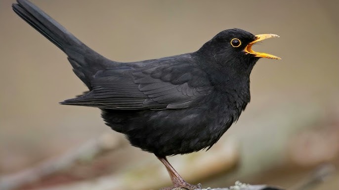 Rüyada Karatavuk Denilen Yabani Kuş...