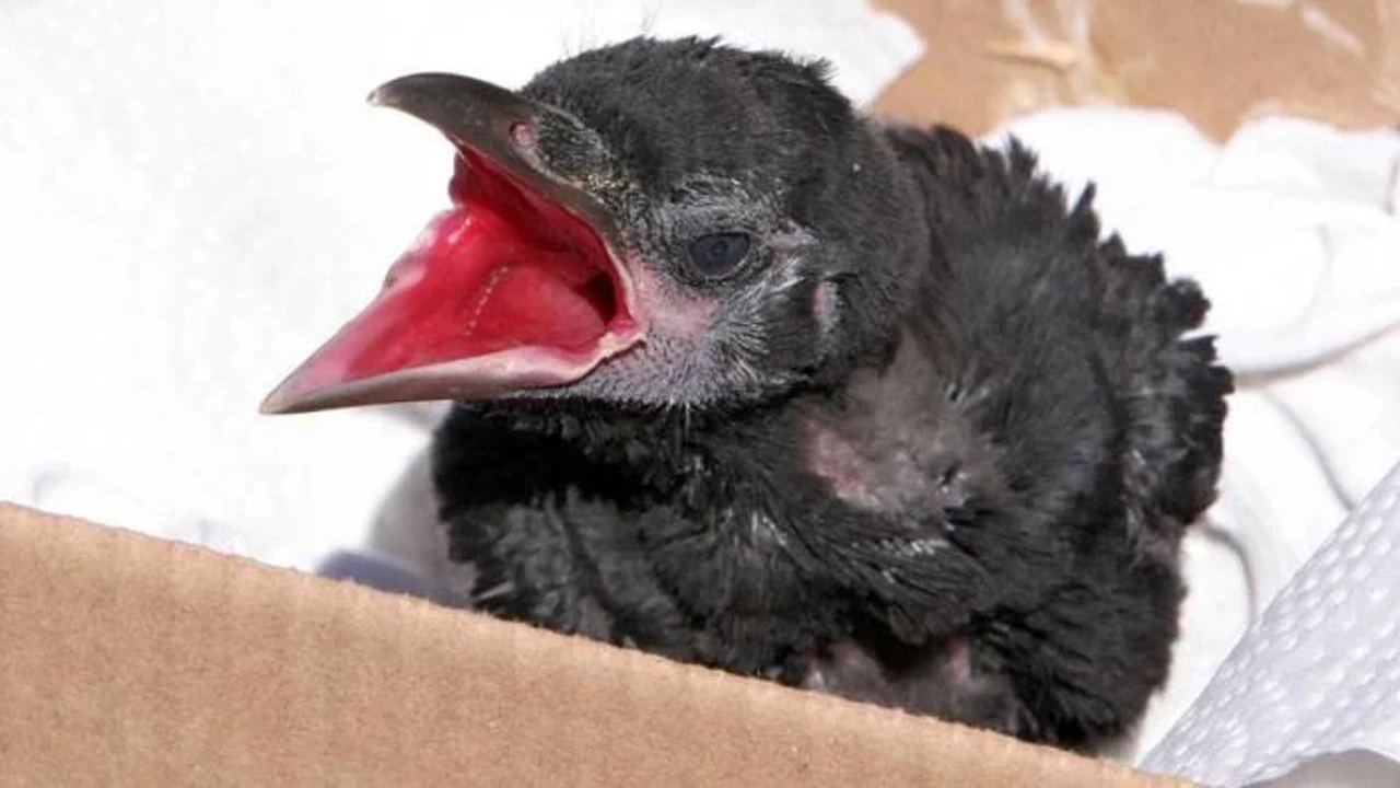 Rüyada Karga Yavrusu Görmek