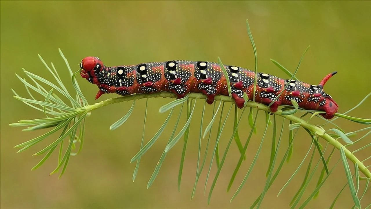 Rüyada Tırtıl Görmek