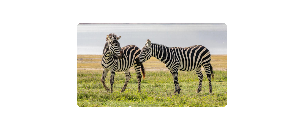 Zebralar ve pandalar neden siyah be...