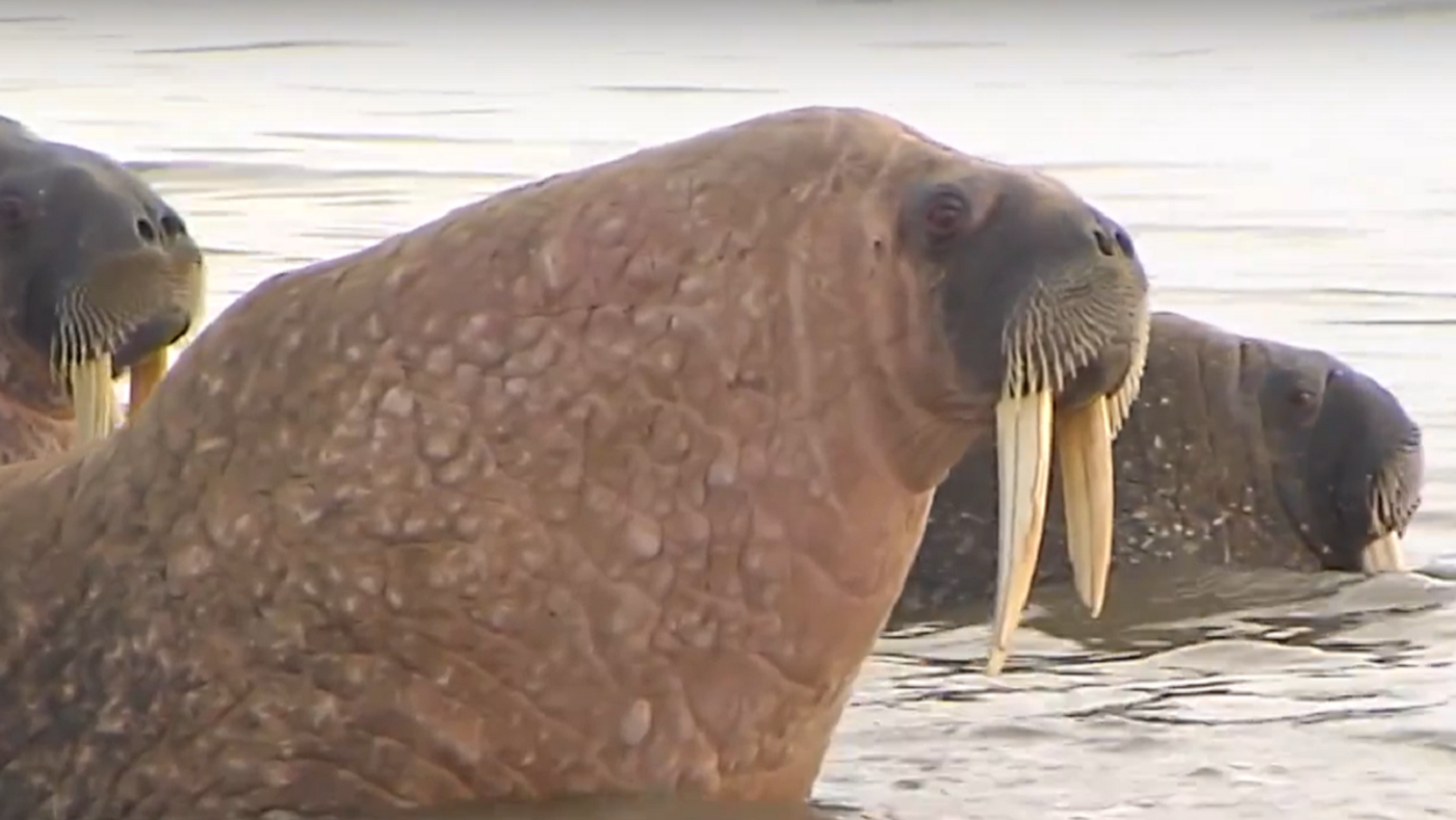 Rüyada Denizaygırı Görmek