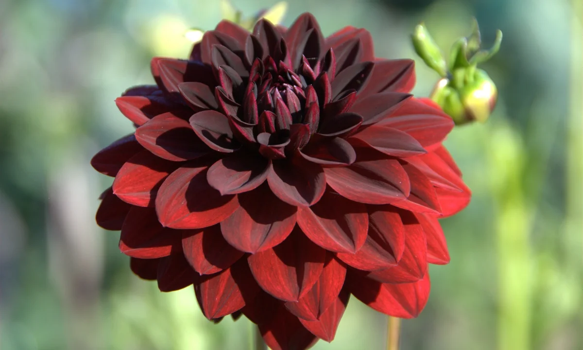 Rüyada Yıldız Çiçeği Görmek