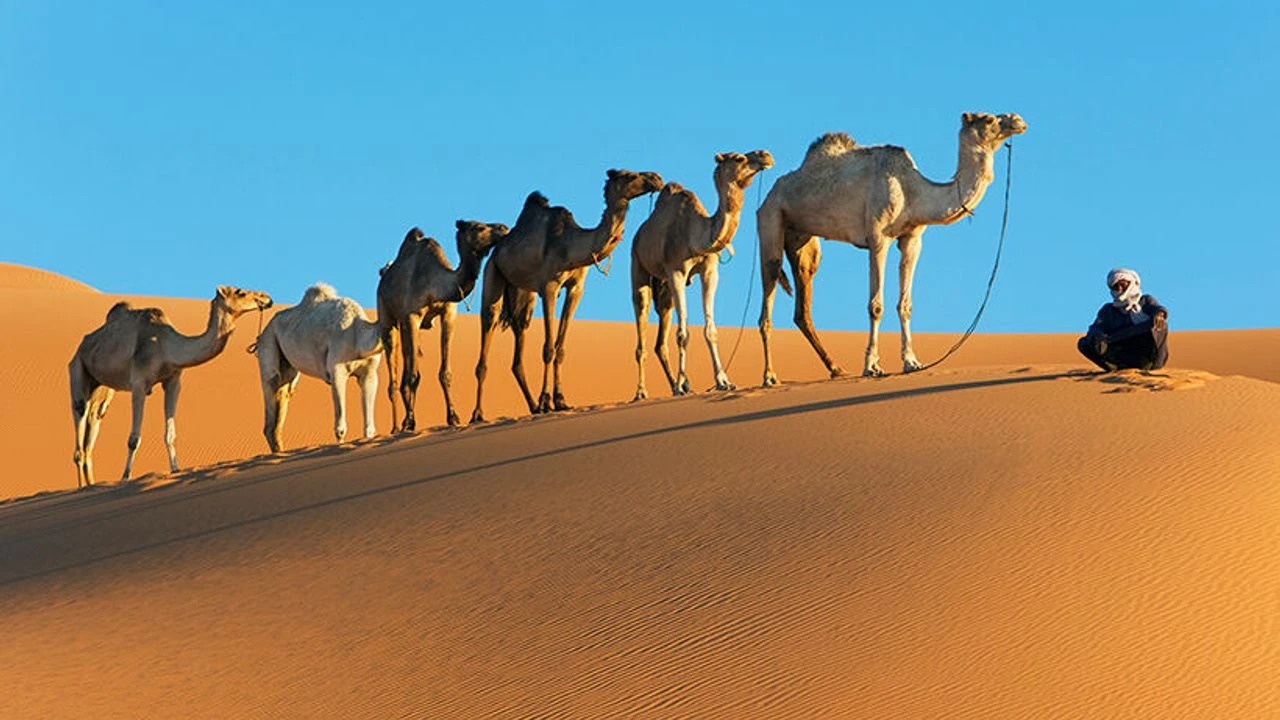 Rüyada Develer Görmek