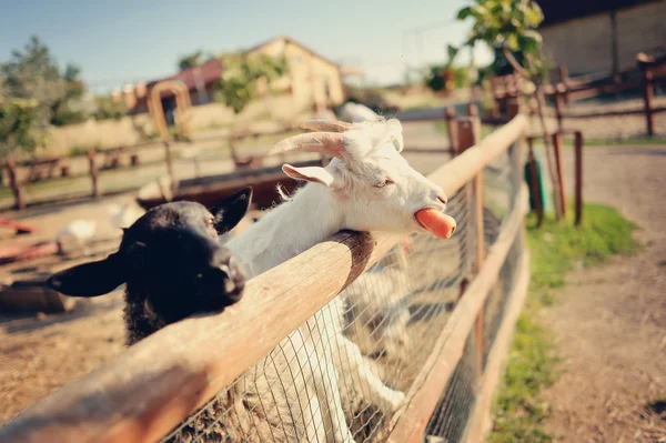 Rüyada Koyun ve Keçi Ağılı Görmek