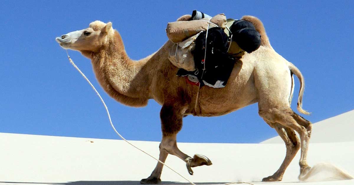Rüyada Deve Yükü Görmek