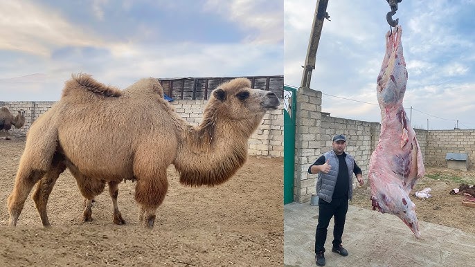 Rüyada Deve Kasabı Görmek