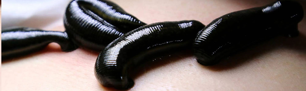 Rüyada Sülük Görmek