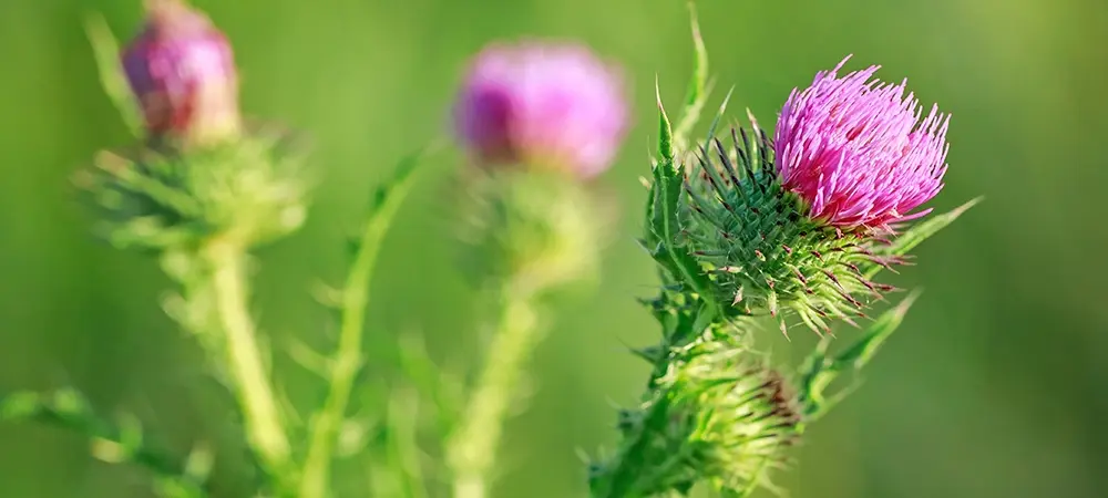 Rüyada Deve Dikeni Görmek
