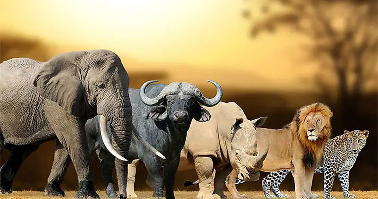 Rüyada Vahşi Hayvan Görmek