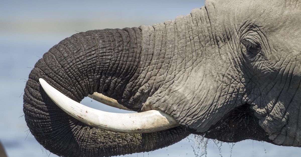 Rüyada Fildişi Görmek