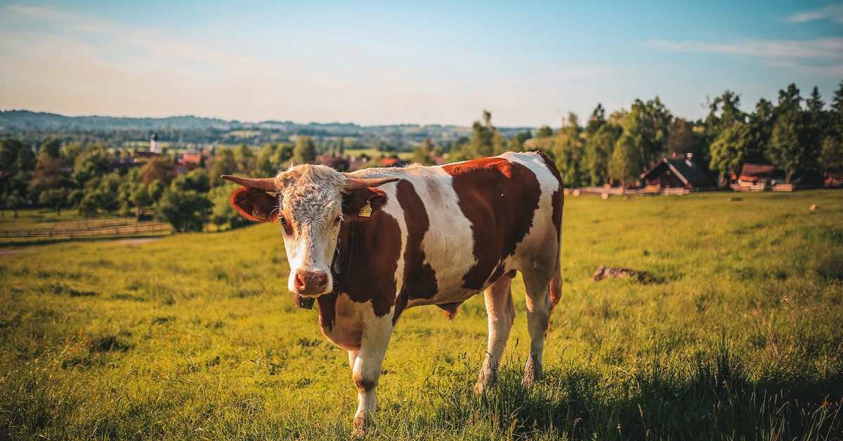 Rüyada İnek Görmek