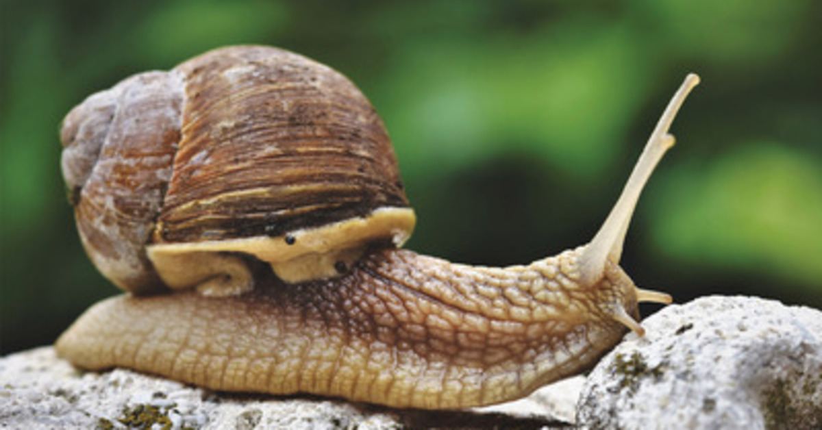 Rüyada Sümüklü Böcek Görmek