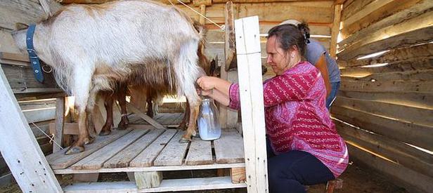 Rüyada Koyun ve Keçi Sağmak Görmek