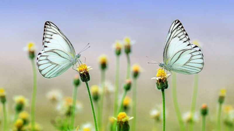 Rüyada Değiş Görmek