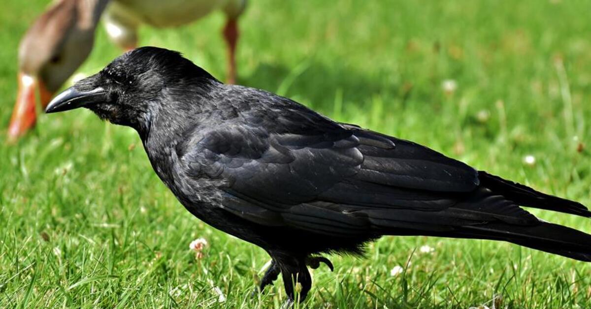 Rüyada Karga Eti Görmek