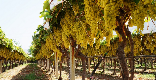 Rüyada Asma Üzüm /Üzüm Bağı Görmek