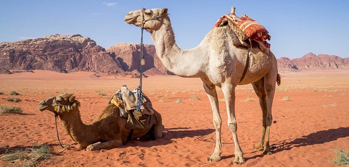 Rüyada Binek Devesi Görmek