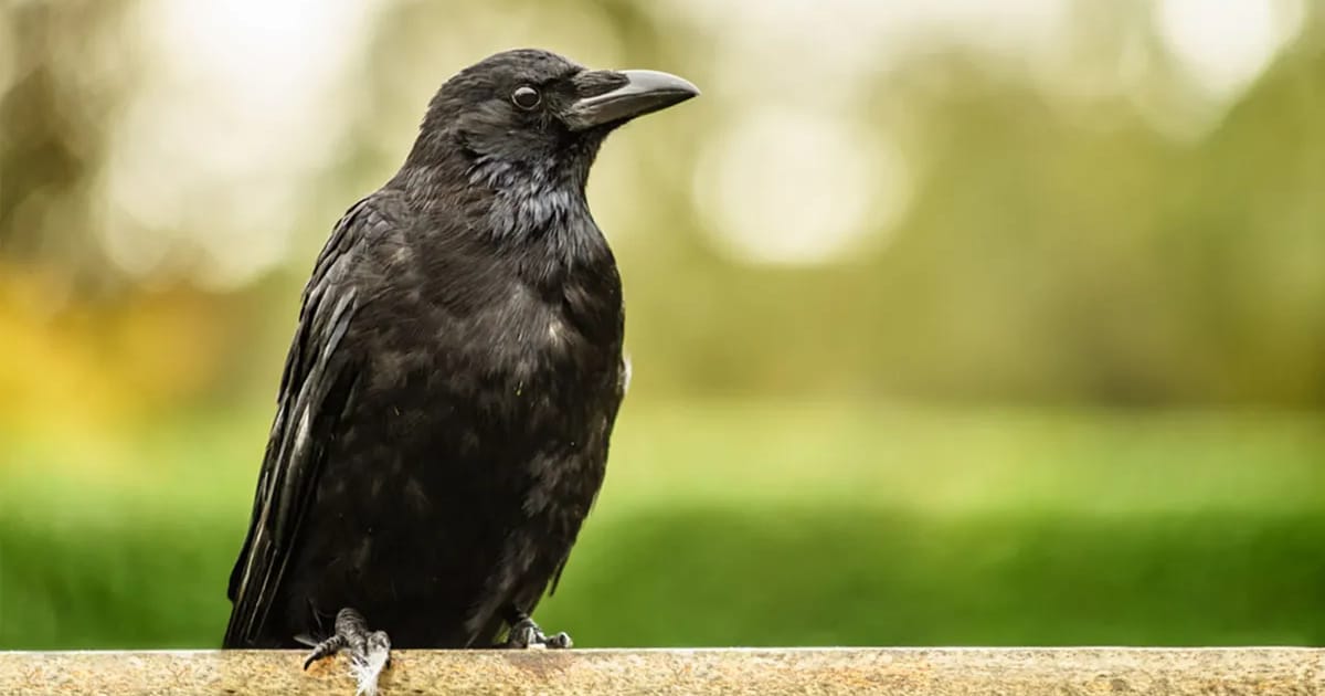 Rüyada Karga Görmek